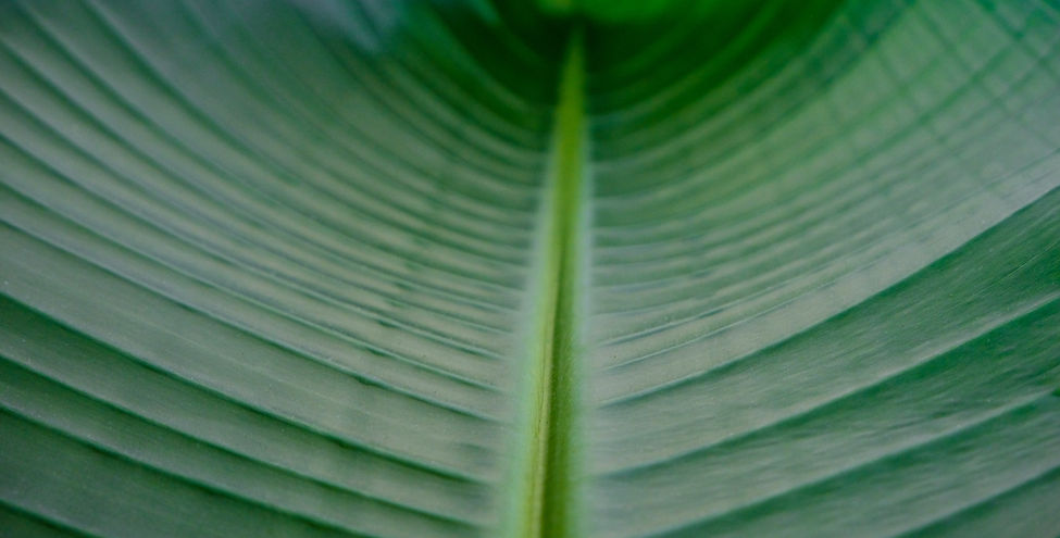 Close-Up Plant Leaf