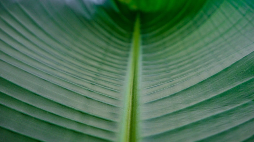 植物の葉のクローズアップ