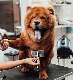 Hond Trim Sessie