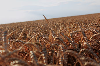 Golden Wheat Field