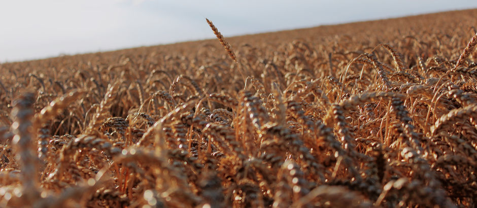 Maximizing Crop Production with Dwarika Agri Solutions