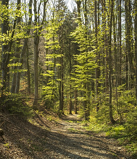 Chemin à travers la forêt