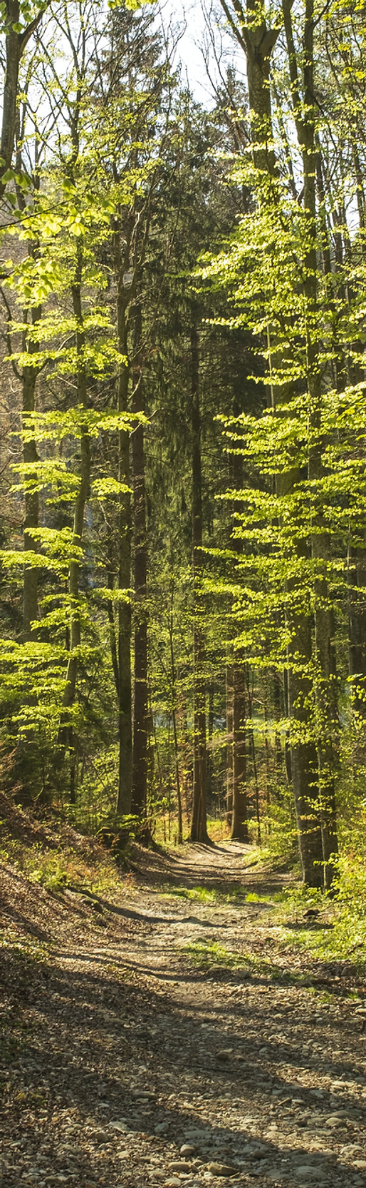 Pfad durch den Wald