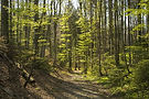Path through forest