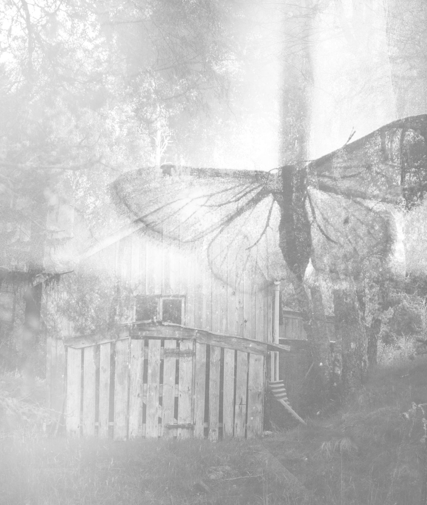 Butterfly Collage