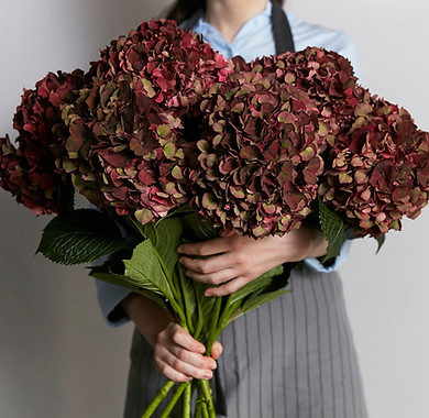 Burgundy hydrangeas in the city of Valencia