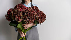 Let Loose with Scissors: Celebrates the Hardy Hydrangea