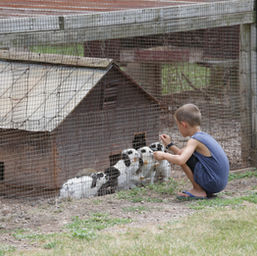 Animals Farm