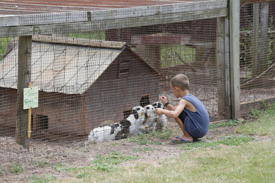 Animals Farm