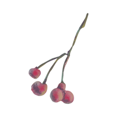 Berries