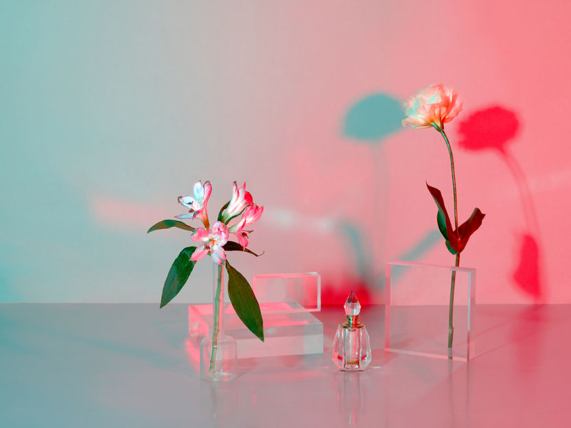 Blue and pink gradient background with perspex rectangles with two flower stems and a small glass bottle in the middle.
