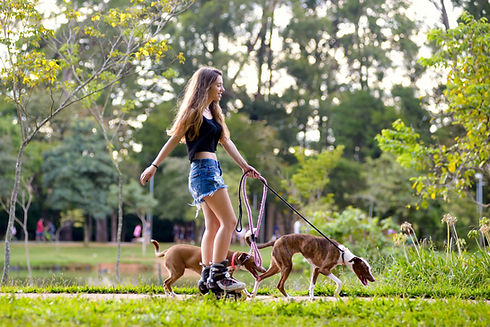Passeio de patins com cachorros