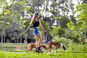 honde trekt aan de leiband op wandeling