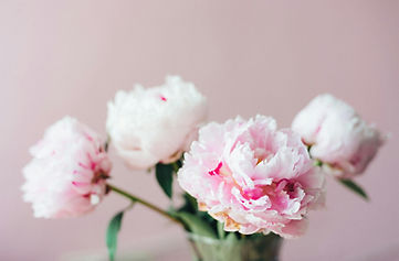 Fleurs de pivoine rose