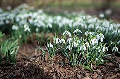 Snowdrop Flowers