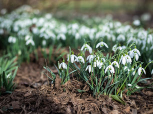 Luxavo gardens with full control.