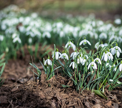 Snowdrop Flowers