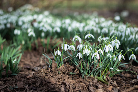 Embrace Spring with Essential Oils: A Guide to Renewal