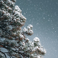 Snowy Pine Tree