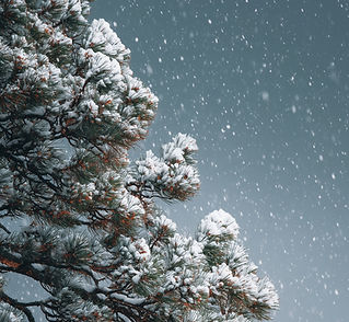 Snowy Pine Tree