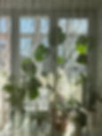 Indoor Plants