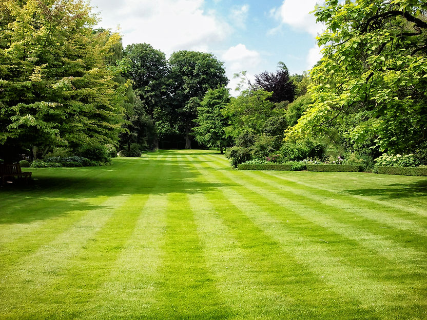 Lush, striped green lawn in a large garden bordered by tall trees and neat hedges