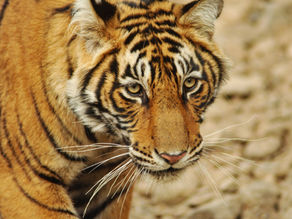 Auspicious and taboo colors for Tiger people in 2024