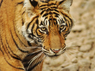 Mastering Your Emotional Tigers: How to Regulate Difficult Feelings