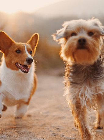 Dog Friends