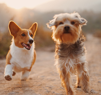 Amis de chien