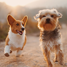 Dog Friends