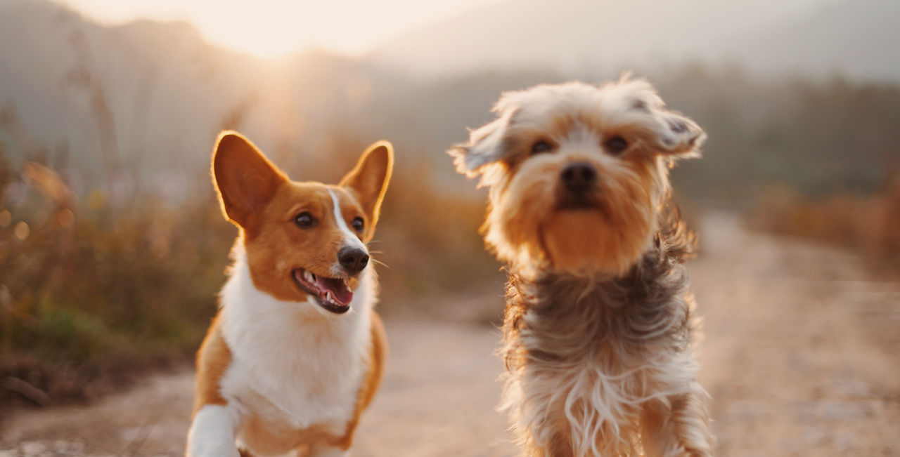 Dog Friends