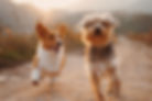 Dog Friends