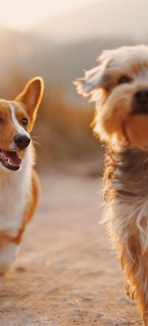 Dog Friends