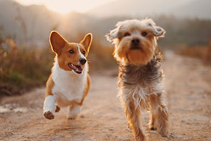 Cachorros amigos