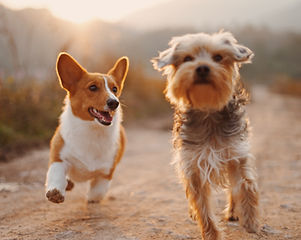 Dog Friends