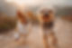 Zwei glückliche Hunde laufen auf einem Feldweg bei Sonnenuntergang. CANI:VICTUS bietet individuelle Online-Ernährungsberatung für Hunde