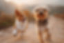 Dog Friends