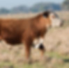 Vaca marrón pastando