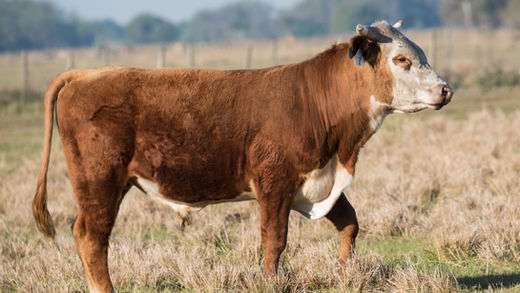 Gadolinium in Feces: From whence does it come?