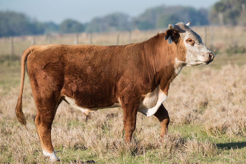 Brown Grazing Cow