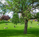 Park With Greenery