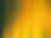 Yellow Curtain
