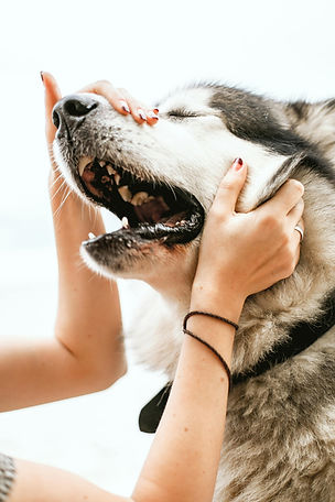Dog Being Petted