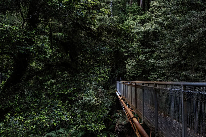 Vista del paseo forestal