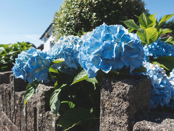 Hydrangeas in Garden