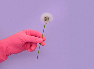 Main tenant le pissenlit