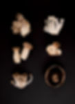 Types of Mushrooms