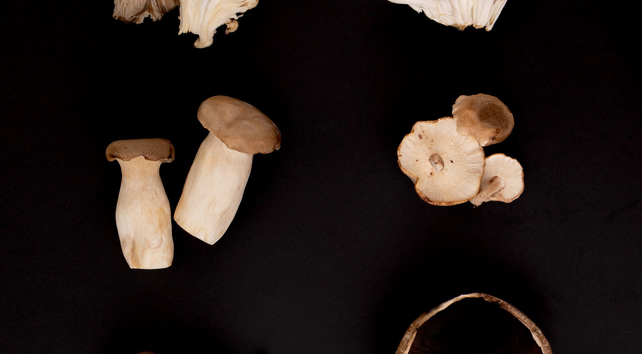 Types of Mushrooms