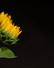 Girasol